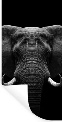 Produktbild von MuchoWow® Wandtattoo Wandsticker Wandaufkleber Tiere - Elefant - Porträt - Schwarz - Weiß 60x120 cm Selbstklebend und Repositionierbar - Selbstklebend - Fototapeten