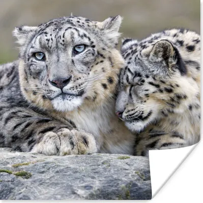 Produktbild von MuchoWow® Poster Schneeleopard - Steine - Porträt 50x50 cm - Wohnzimmerdekoration