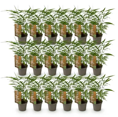 Produktbild von Green boutiQ - Bambus - Fargesia Asian Wonder - Immergrün - Nicht Ausbreitend - Grün - 18 Pflanzen - Topf 14cm - Höhe 35cm