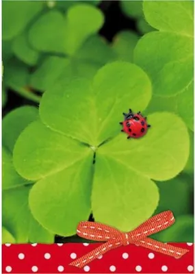 Produktbild von Ohne Text Blanko Kleeblatt mit Marienkäfer MiniKlammerkarte Blumen