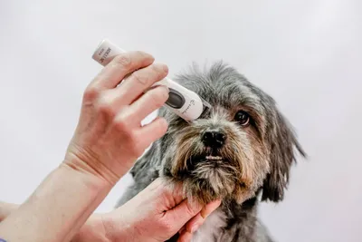 Produktbild von Aesculap Hunde Schermaschine Exacta Akku Trimmer