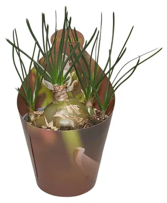 Produktbild von Albuca hummilis - seltenes Zwiebelgewächs - Rarität - 6,5cm Topf - 15cm hoch