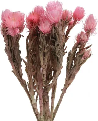 Produktbild von Trockenblumen Rosa Strohblumen Capblumen H30cm Trockenfloristik Deko