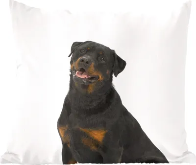 Produktbild von MuchoWow® Zierkissen Sofakissen Wohnzimmer Dekokissen 60x60 cm Rottweiler auf weißem Hintergrund - Sitzfläche - Foto Polster
