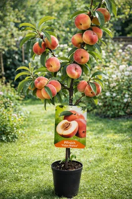 Image de Pêcher *Prunus persica* 'Polpa Bianca' – variété à chair blanche, hauteur de 100 à 140 cm, arbre fruitier aromatique idéal pour le jardin, le balcon et les pots