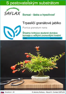 Obrázok produktu pre SAFLAX - Trpasličí granátové jablko - Punica granatum nana - 50 Semená - S pestovateľským substrátom bez klíčkov