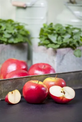 Produktbild von Malus 'Topaz' -S-, Apfelbaum, 40 cm Stammhöhe