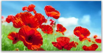 Produktbild von Tulup Leinwand-Bilder 120x60 Wandbild Canvas Kunstdruck Mohnblumen Pflanzen