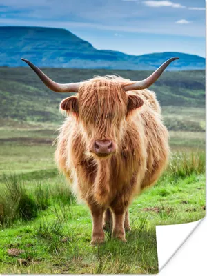 Produktbild von MuchoWow® Poster Schottischer Hochländer - Kuh - Natur - Berg - Gras 60x80 cm - Schlafzimmer Dekoration