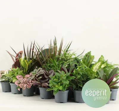 Image de Assortiment de plantes vertes « Greens » : lot de 24 plantes d'intérieur