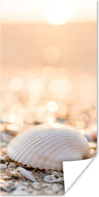 Produktbild von MuchoWow® Poster Muscheln - Weiß - Strand - Sommer 20x40 cm - Plakat - Foto