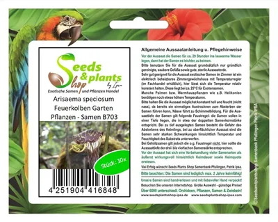 Produktbild von 10x Arisaema speciosum Feuerkolben Garten Pflanzen - Samen B703