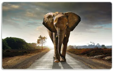 Produktbild von Wallario Frühstücksbrettchen aus Glas, je 14 x 23 cm, mit rutschfesten Füßen, Motiv Elefant bei Sonnenaufgang in Afrika