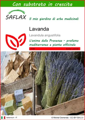 Immagine prodotto di SAFLAX  - Lavanda - 150 semi - Con substrato - Lavandula