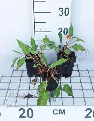 Obrázek produktu pro 6 x Persicaria ampl. 'Taurus' - svíčkovec - květináč 9 x 9 cm