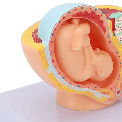 Produktbild von Anatomisches Beckenmodell für schwangere Frauen, abnehmbares Schwangerschafts-9-Monats-Baby-Fötus als Lehrmittel