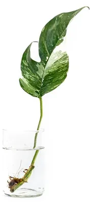 Obrázok produktu pre Gardners Epipremnum Albo Variegata - odrezky na zakorenenie