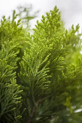 Produktbild von Chamaecyparis lawsoniana 'Alumigold', Gelbe Scheinzypresse, 60–80 cm