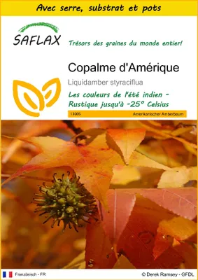 Image de SAFLAX Ensemble de culture - Copalme d'Amérique - 100 graines - Liquidamber