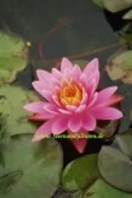 Produktbild von 1 SEEROSE der Sorte Pink Pearl, pinkfarbene Blüte