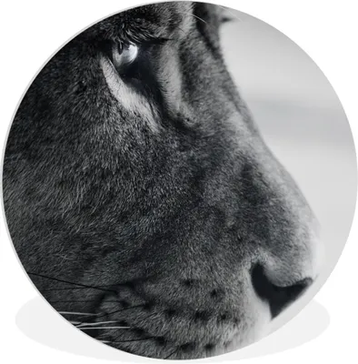 Produktbild von MuchoWow® Rundes Wandbild - Runde Bilder Tierprofil Löwe in schwarz und weiß Ø 30 cm Kreis Wanddekoration Kunststoff - Wandkreis - Wandschmuck - Schlafzimmer - Bilder - Der Kreis - Kunst für die Wohnung - Plastik - Kunstdruck - Wandbild