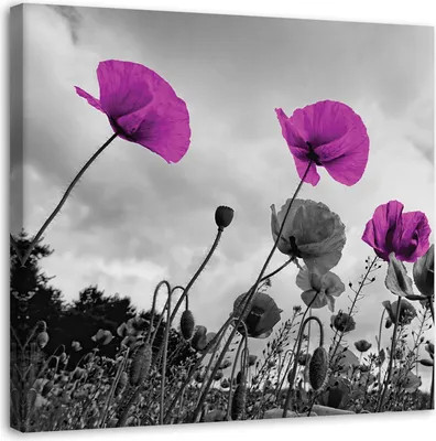 Produktbild von Leinwandbild lila mohnblumen 30x30 cm Feeby lila wandbild bereit zum aufhängen