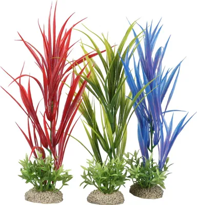Produktbild von Aqua Della Aquariumpflanze Amazonenschwert