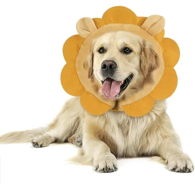 Produktbild von Aufblasbare Halskrause Hund L Braun Löwe Leckschutz nach Operation