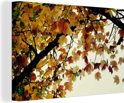 Zdjęcie produktu dla OneMillionCanvasses® - Obraz na płótnie - Obraz na płótnie na ścianę - Drzewa - Jesienne liście - Natura - 150x100cm - Fotografia na płótnie