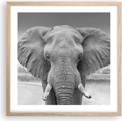 Produktbild von Gerahmtes Poster - Rahmen in heller Eiche - Elefant Afrika Tier - 50x50 cm - Wand Bild - Wanddeko - Wandbilder - Kunstposter - Wandposter - Bilderrahmen - Bilder - Kunstdruck - P2NAC50x50-5072
