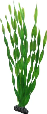 Immagine prodotto di Hobby Vallisneria, 46 cm
