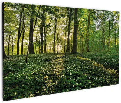 Produktbild von Wallario Premium Leinwandbild Waldanemonen und Sonnenstrahlen im Wald in Größe 60 x 90 cm