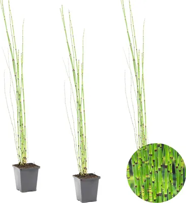 Produktbild von 3er Set - Equisetum Japonicum - Japanischer Schachtelhalm - Teichpflanzen Winterhart - Wasserpflanzen - Zone 2-3 - Höhe 20-30 cm - Topf 9 cm