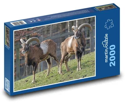 Obrázok produktu pre Puzzle 2000 Muflóny na zelenej lúke - martinpuzzle