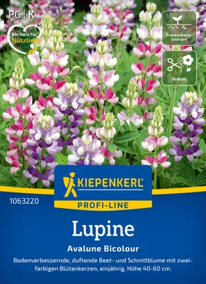 Produktbild von Kiepenkerl Lupinensamen Avalune Bicolour Lupinus hartwegii 35 Pflanzen