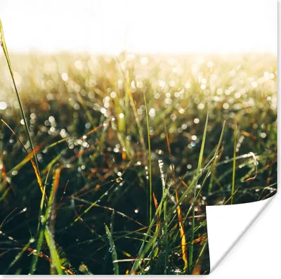 Obrázok produktu pre MuchoWow® Plagát - Trávnaté pole - tráva Pampas - 75x75