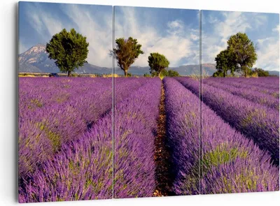 Produktbild von Bild auf Leinwand - Leinwandbild - Landschaft Wiese Pflanzen - 165x110cm - Wand Bild - Wanddeko - Leinwanddruck - Bilder - Kunstdruck - Wanddekoration - Leinwand bilder - Wandkunst - CE165x110-0128