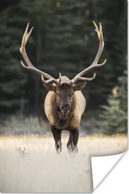 Produktbild von MuchoWow® Poster Hirsch - Baum - Geweih 60x90 cm - Wanddekoration