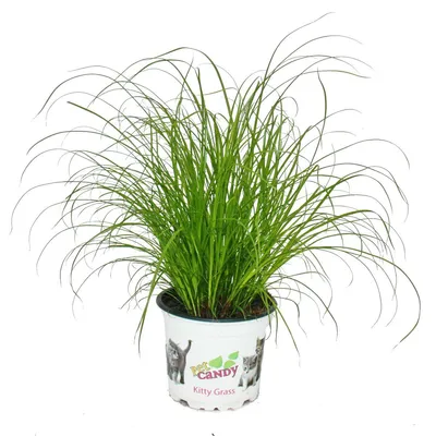 Produktbild von Katzengras - Cyperus alternifolius - zur Verdauungsunterstützung von Katzen
