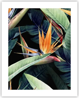 Produktbild von Poster - Poster ohne Rahmen - Pflanze Tropisch Blume - 40x50 cm - Wand Bild - Wanddeko - Wandbilder - Kunstposter - Wandposter - Bilder - Kunstdruck - Wanddekoration - Wandbild - P2XPA40x50-5093