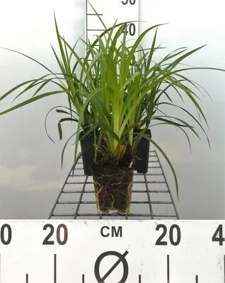 Produktbild von 6 x Carex morr. 'Irish Green' - Japanische Teppich-Segge - Topf 9 x 9 cm