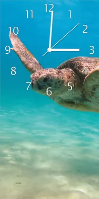 Produktbild von Wallario Design Wanduhr Meeresschildkröte aus Echtglas, Größe 30 x 60 cm