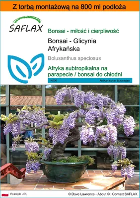 Zdjęcie produktu dla SAFLAX - Garden in the bag - Bonsai - Glicynia Afrykańska - 15 Nasiona - Z podłożem uprawowym w praktycznej, samorozkładającej się torbie - Bolusanthus speciosus
