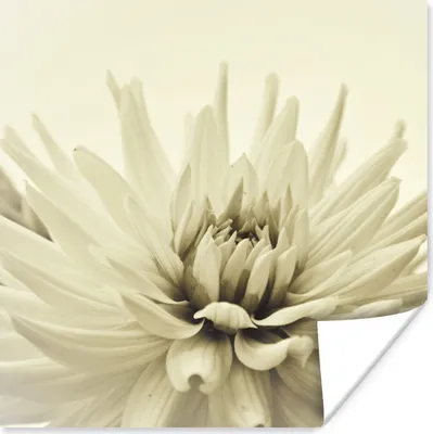 Produktbild von MuchoWow® Poster Weiße Dahlienblüte Sepia-Fotodruck 75x75 cm - Wand Dekoration