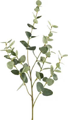 Produktbild von Fink EUKALYPTUSZWEIG, Kunstblume, Kunstfasern, grün, L. 85 cm, B. 26 cm, H. 0.5 cm 188114