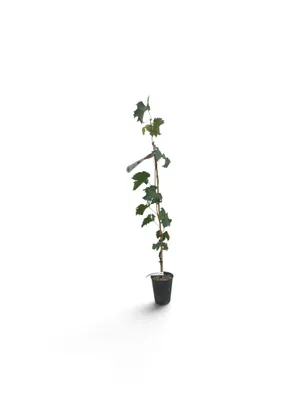 Zdjęcie produktu dla Vitis vinifera 'Muscat Blue' - odmiana winorośli deserowej Muscat Blue | wysokość: 100-125 cm w doniczce