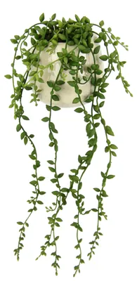 Kunstpflanze Senecio, Hängepflanze, 40 cm, in Keramiktopf