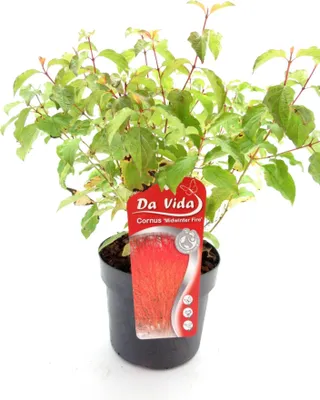 Produktbild von Cornus sanguinea 'Midwinter Fire' 40-60 cm - Roter Hartriegel - Feuer-Hartriegel