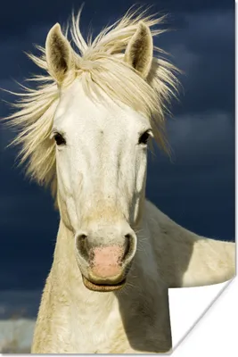 Produktbild von MuchoWow® Poster Pferd in der Camargue 40x60 cm - Plakate für die Wand - Poster Babyzimmer
