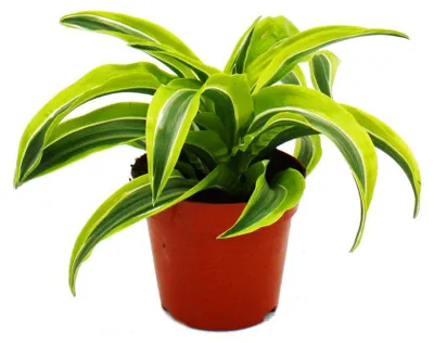 Produktbild von Drachenbaum - Dracaena deremensis fragrans Lemon Lime - 12cm Topf - gelb-grüne Blätter